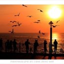 낙조 Daum카페