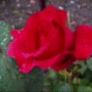거짓 사랑은 싫어요 ＜ Paper roses ＞ 이미지
