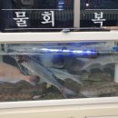 대어스시 이미지