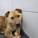 24시청주i동물병원 | 24시청주동물병원 청주이음동물병원에서 입원치료 받았어요.