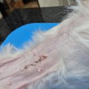 아지동물병원 이미지