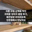 귀여운 강아지 | 이른 아침 산책에 딱인 귀여운 강아지 분양 후기, 애견입양 아이러브독 인천점에서 만났어요