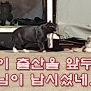 꽃님이 출산을 앞두고 서방님이 납시셨네 이미지