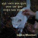 우리동네개냥이