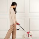 보정자연유치원 | 강아지 용품 촬영 후기 | 강남 레돌런트 청담 하네스 브랜드 촬영