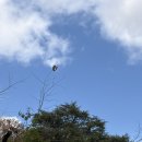 시바별장 | 일본 소도시 여행 마쓰야마 유럽식 저택 반스이소 [운영시간, 입장료]+소세키 카페 후기