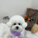 댕데이 이미지