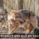 간지왕 이미지