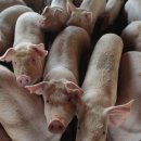 아프리카돼지열병 중국 전역 확산…돼지고기 가격 급등 이미지