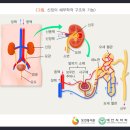 만성신부전 투석치료비 (급여, 연간1회한)보장 특별약관 (만성신부전의 정의 및 진단확정) 이미지