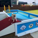 용이랑 백호랑 이미지