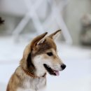 이든반려견 문화센터 이미지