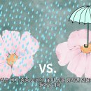 쪽동백/때죽나무 이미지