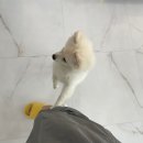 그루밍루나 이미지