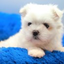 하빈애견농장 이미지