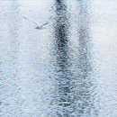 춤추는갈매기 이미지