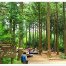 편백나무숲 이미지