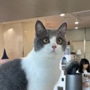 고양이 주택 이미지