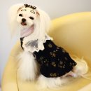 해시도그 이미지