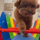 선사애견 이미지