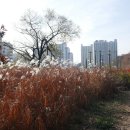 상도근린공원 산책로 이미지