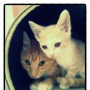 호박동물병원 이미지