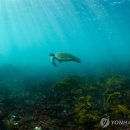 푸른바다 이미지