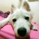 멍멍이와 야옹이 이미지