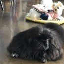 한스 페키니즈 이미지