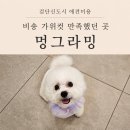 멍그라밍 | 검단애견미용 멍그라밍 스트레스 없이 미용받고 왔어요