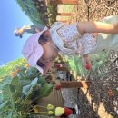 3.1.2026 율이 첫 Strawberry picking @ Tanaka Farm 이미지