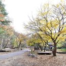 국립유명산자연휴양림(일반)