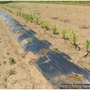 응성농장 이미지