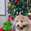 테디펫 | 겨울산책 필수템 강아지패딩 베일리펫 테디포근패딩