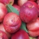 아달달농산 이미지