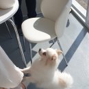 해피독쌤 이미지