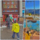 알파카프라자 | 평창 용평리조트 스키장 내 부대시설 겨울 놀거리 | 발왕산 케이블카 애니포레 숙소 추천