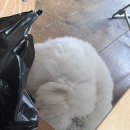 어거스트어스 이미지
