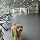 뛰뛰 강아지 놀이터 | 배곧 실내애견카페 강아지놀이터 추천 댕동산