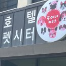 강릉애견하우스 | 강릉 애견호텔 콩이네하우스 1박 호텔링 후기