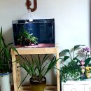 플랜츠비 이미지