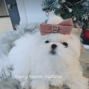브리더하우스 | 정직한말티즈분양 베리하우스 말티즈전문견사 예쁜말티즈몽이왕자님~♡
