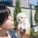 테디펫 이미지