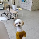 아조폴랑