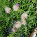 장원건강원 이미지