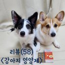 멍멍헤어 | (강아지관절영양제 추천)닥터 멍멍팔팔J 급여후기