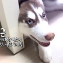 평점 48,000개 달린 인기템 [아띠지기 노즈워크 매트] 사봤어요(코담요, 후기, 영상) | 파봐, 두근아!