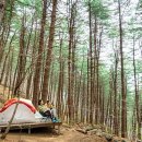 잣나무숲 이미지