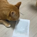 고양이 숨숨집 터널 추천! 정글몬스터 모모의 크런치백 반응 대박🔥