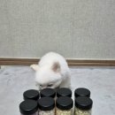 뉴트리플랜 | 강아지간식, 훈련간식으로 좋은 뉴트리플랜 라이트팝 4종후기